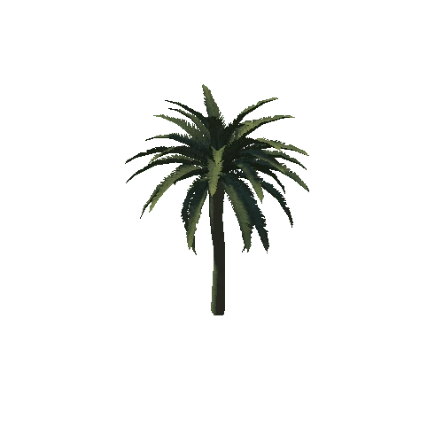 desert palm5